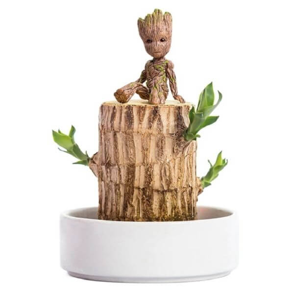 HYDROPONIC PLANT GROOT LUCKY WOOD POTTED