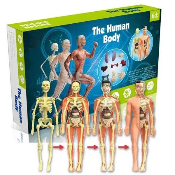 HUMAN BODY TORSO MODEL FOR KIDS