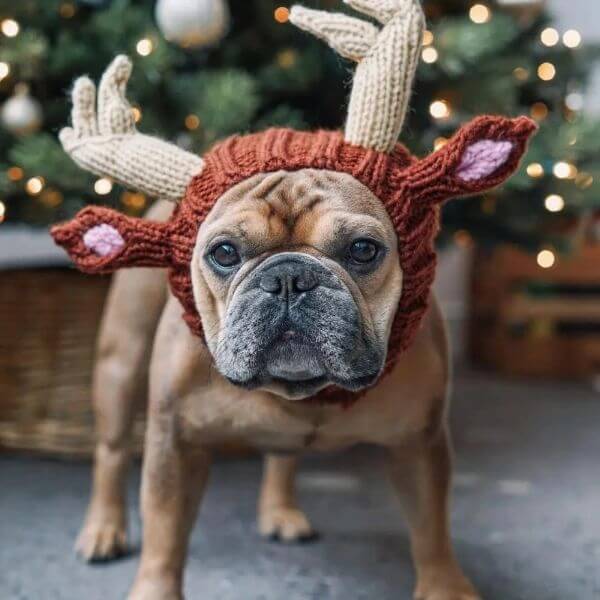 KNITTED FRENCH PET HEADGEAR